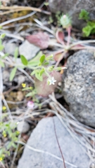 Allophyllum integrifolium
