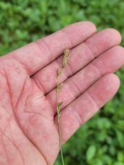 Carex prairea