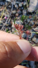 Polygonum polygaloides kelloggii