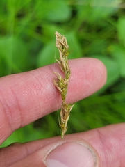 Carex prairea