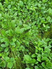 Carex prairea