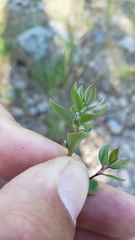 Polygonum minimum