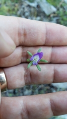 Githopsis specularioides