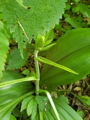 Veratrum parviflorum