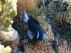 Amphiprion mccullochi