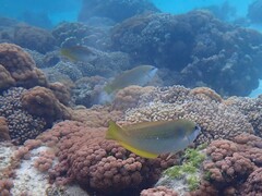 Anampses elegans