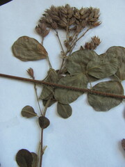 Lespedeza hirta hirta