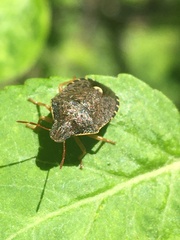 Holcostethus abbreviatus