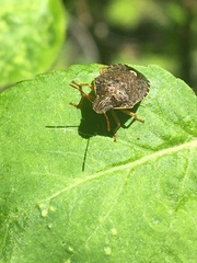 Holcostethus abbreviatus