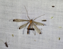 Hylobittacus apicalis