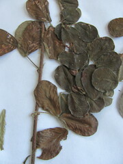 Lespedeza hirta hirta