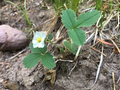 Fragaria virginiana glauca
