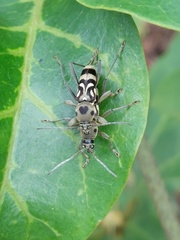 Chlorophorus macaumensis