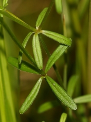 Galium labradoricum