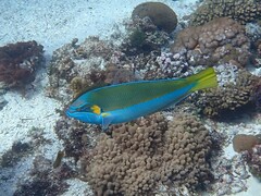 Anampses elegans