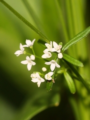 Galium labradoricum