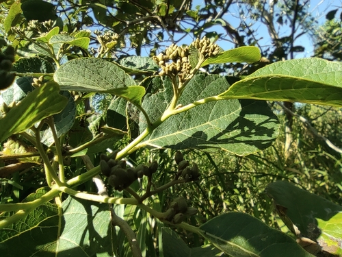 East African Cordia (Cordia africana)