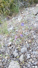 Penstemon roezlii