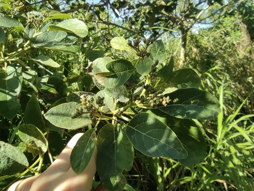 Image of Cordia africana by (c) Augustin Soulard, some rights reserved (CC BY)