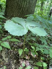 Arnoglossum reniforme