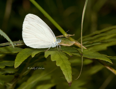 Pieris oleracea