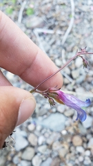 Penstemon roezlii