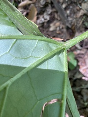 Arnoglossum reniforme