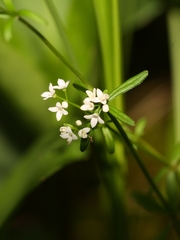 Galium labradoricum