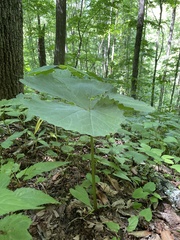 Arnoglossum reniforme