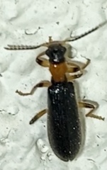 Cymatodera bicolor