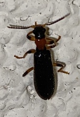 Cymatodera bicolor