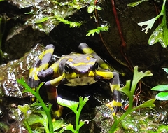 Atelopus varius