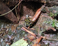 Atelopus varius