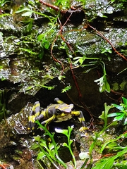 Atelopus varius