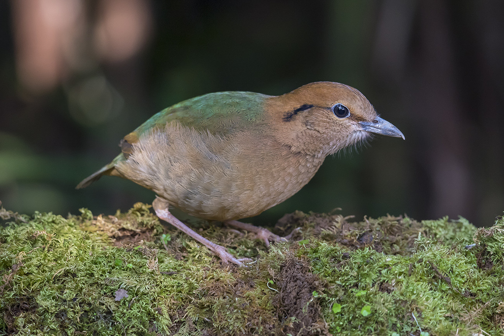 Rusty-naped Pitta
