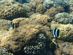 Chaetodon tricinctus