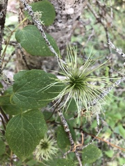 Clematis occidentalis