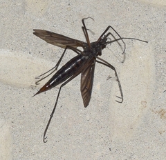 Tanyptera dorsalis