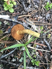 Cortinarius thiersii
