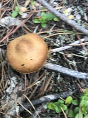 Cortinarius thiersii