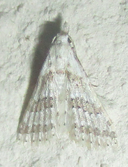 Alucitoidea