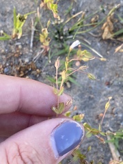 Lindernia dubia anagallidea