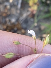 Lindernia dubia anagallidea