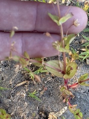 Lindernia dubia anagallidea
