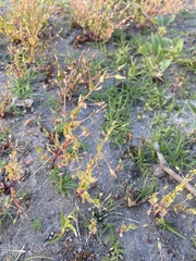 Lindernia dubia anagallidea