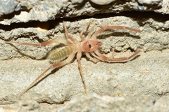 Karschiidae