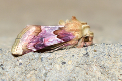 Periphanes delphinii