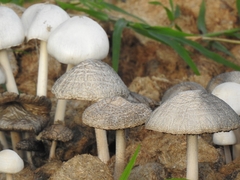 Panaeolus antillarum