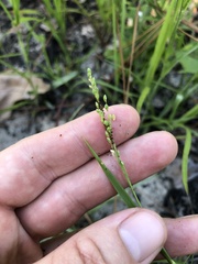 Dichanthelium consanguineum