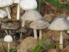 Panaeolus antillarum
